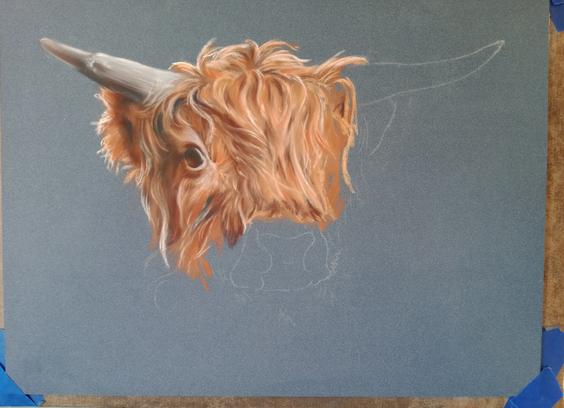 Soft pastel artwork in progress on dark blue paper depicting a highland cow with long reddish orange fur and gray horns.