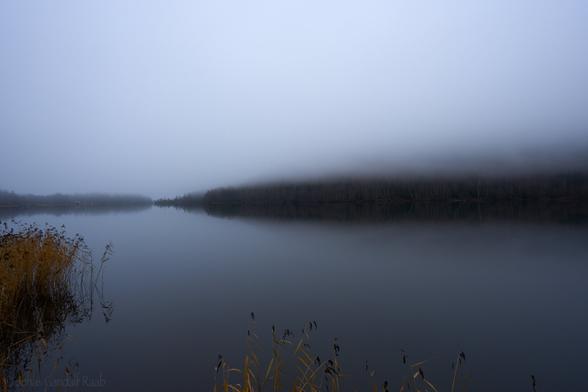 A calm water-surface with some light-brown reeds in the foreground and to the left and a narrow band of forest in the background. The upper half of the image is covered in fog