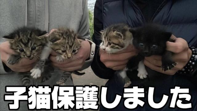 農家のビニールハウスで生まれた子猫を母猫と一緒に保護しました