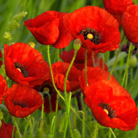 Red poppies https://www.everwilde.com/store/Papaver-rhoeas-WildFlower-Seed.html