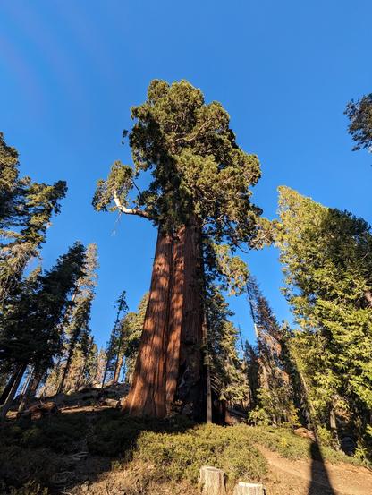 zoomed out shot of a giant
Sequoia tree towering over other trees in a forest bathed in afternoon light, casting long shadows