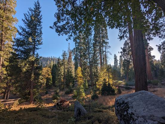 a forest bathed in afternoon sunlight with a big rock in the foreground