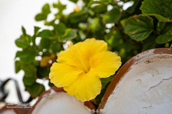 Ibiscus giallo