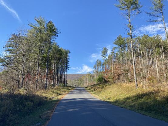 A road that bisects a pine tree forestry stand on a sunny day with clear blue sky
