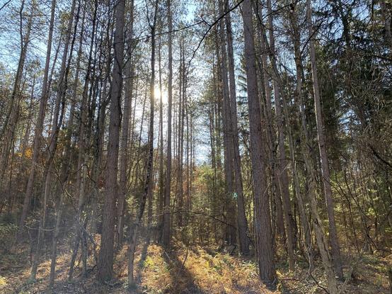 Sunlight filtering through a stand of red pine and northern spruce trees