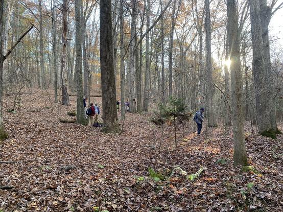 A group of students coring trees in the woods