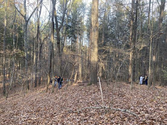 Students coring trees in the woods