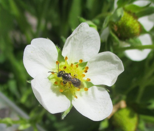 A small solitary bee, dark but with a slight green-metallic sheen, that is sitting in the centre of a white strawberry flower with 5 petals.