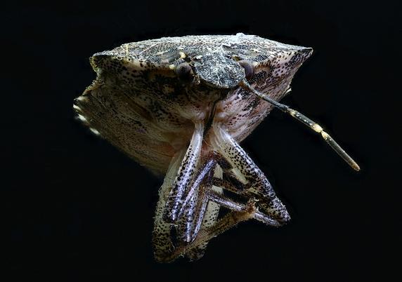 The Bug photo stacked.from 56 individual images.
Do you know what bug this is?