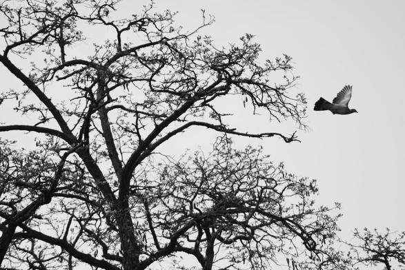A huge tree fills the frame of the black and white photograph. Its winter, therefore the trees lacks leaves. On the right side, a pigeon flies away.
