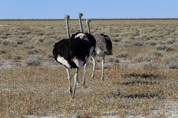 Common ostriches (Struthio camelus)walking away from viewer in, Etosha, Namibia, Africa