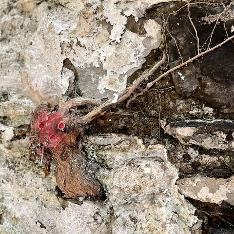 A woody plant vine or root has burst through a derelict, flaky whitewashed stone wall. Red screw holders have been put into the plant’s knot which emerged from the brick.