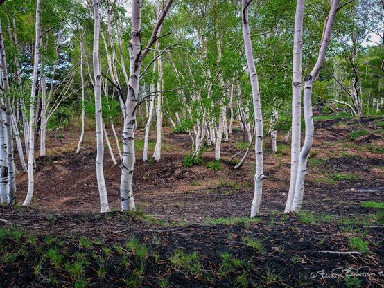 A forest view of bright white birch trees standing on black lava that is sparcely covered with low green shrubs. The birch trees have green leaves which hide the deep forest from view.