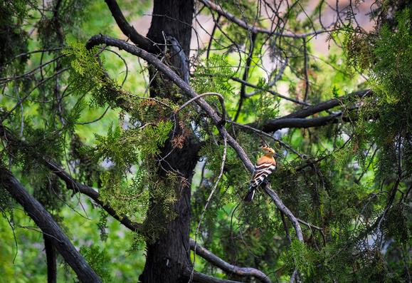 Foto de una abubilla posada en una rama en la parte alta de un pino, entre varias copas de unos cuantos más como fondo y envoltura de color verde y marrón frio.