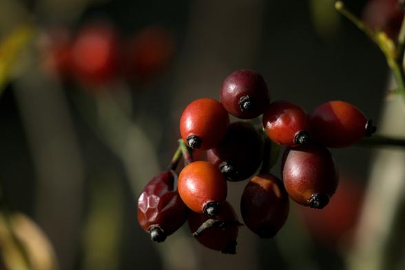 Fruits de l'églantier à différents stades de maturité dans différentes nuances de rouge, du vif au sombre.
