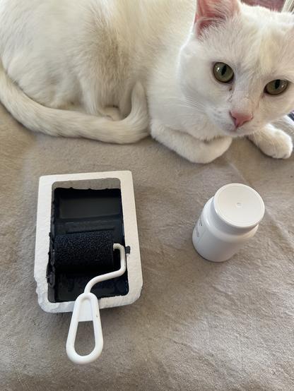 Maisy, our white American shorthair cat, is sitting on a drop cloth with the sample bottle, the wee roller, and its pan, supervising the process.