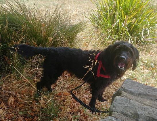A black shaggy labradoodle in a red harness stands on some grass, looking with open mouth at the camera