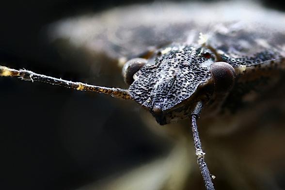 4x Macro Stink bug closeup