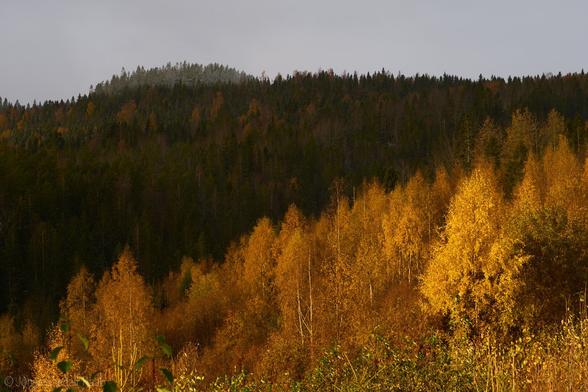 A forest-scene with yellow birches in the foreground that are brightly lit by an orange sunrise glow, a dark coniferous forest in the mid ground and in the back the top of a mountain whose trees are lightly covered in hints of snow