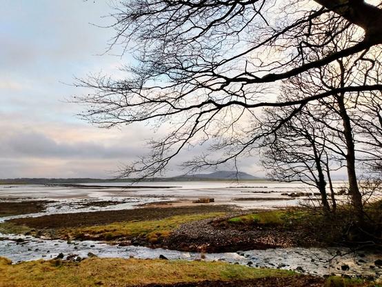 An ebbtide scenery in the afternoon light at Lissadell beach with Knocknarea mountain in the background. A tree with empty dark branches comes in from the right in the front. The sky is blue with some clouds. In the front is a small river that flows into the empty sea. In the distance on the right is some farming equipment like the wooden tables where the mussels are bred.