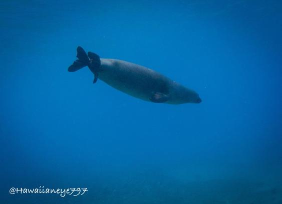 A sleek monk seal swimming camera right