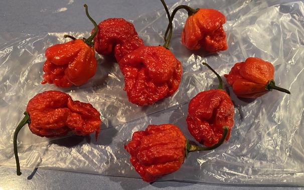 Acht dicke rote Chili Schoten.
Nicht sichtbar daneben ein Glas Flötzinger.