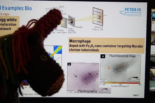 Strickhorn vor Laptop Bildschirm. Gezeigt:
Fe2O3-markierte Makrophagen greifen Tuberkulose an.