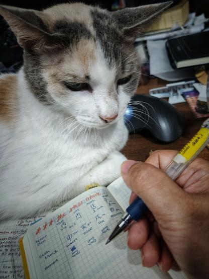 My girl cat (a calico) wedged herself between the laptop and the 2024 planner I was filling in with my Chinese zodiac natal chart so she was practically on top of my 2023 planner that I was copying key stuff from