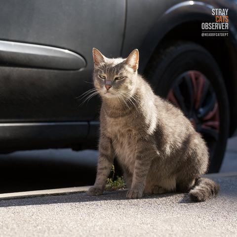 Tabby cat sits on the sidewalk and looks at us skeptically