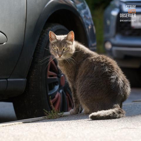 Tabby cat sits on the sidewalk and looks half-turned at us
