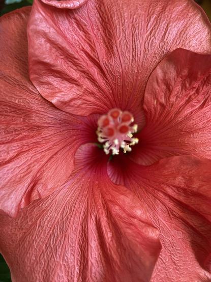 Looking straight down at a coral colored hibiscus flower. The texture of the petals is in perfect focus, and the pistel and stamens coming toward the camera are blurry.