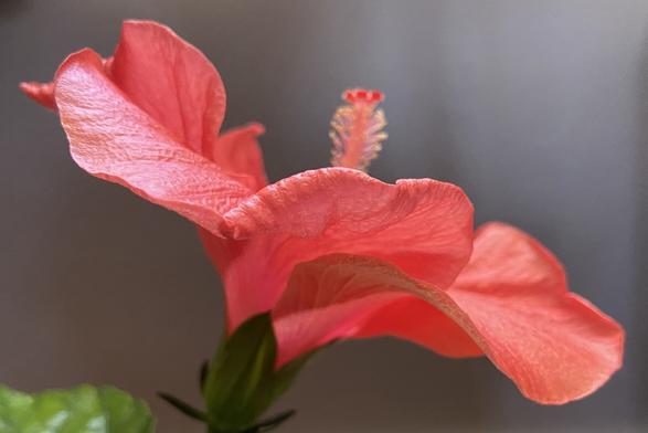 The same flower seen from the aide. The petals look like a twirling skirt, and the pistel and stamens look like the shoulders and head of a stylish dancer.