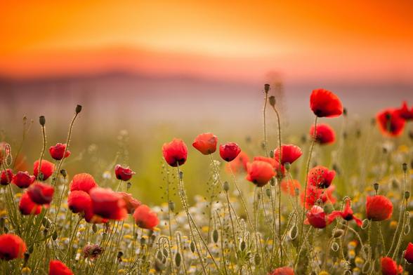 Memorial red poppy's