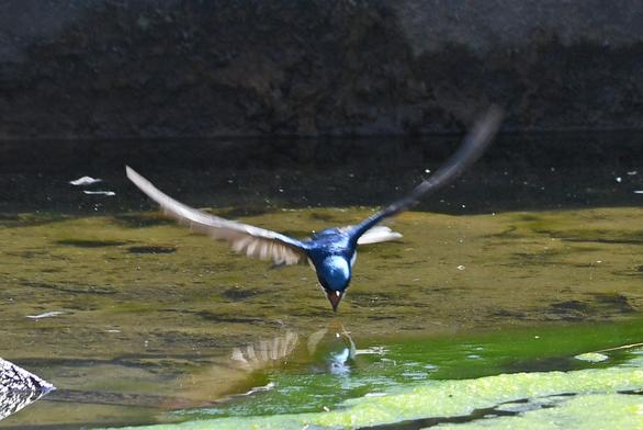 A bird dips its beak into a water trough to feed