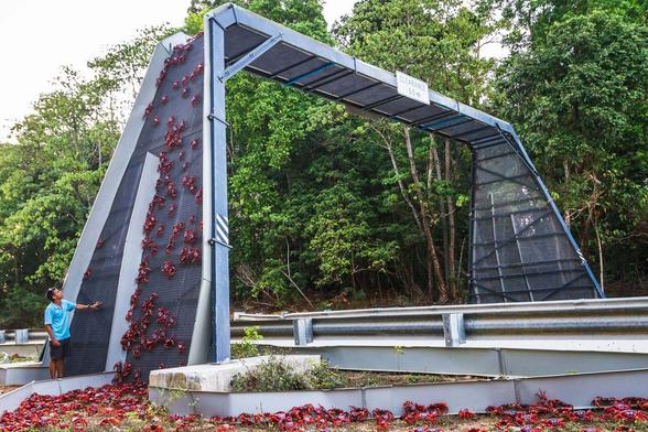 Photo of a metal structure over a road, with red crabs crowding around its base and clambering up the screens that compose its main surface. A man stands next to it, giving a sense of scale--it's about 4 times his height. Green trees on the opposite side of the road provide background. The crabs are prevented from going into the road by a low metal barrier, about 2 ft (less than 1 m) tall