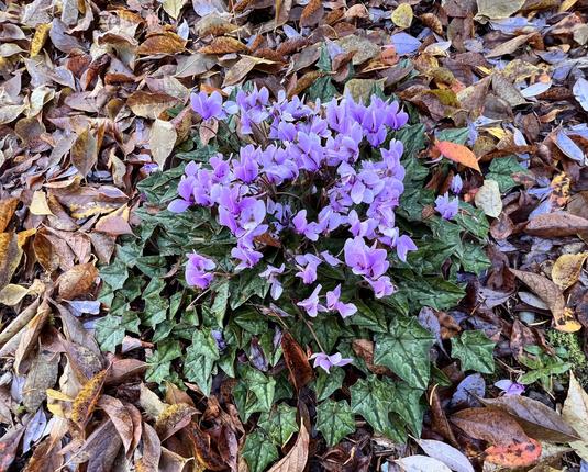 Lavender colored blossoms on tall stems surrounded by ivy-like green leaves surrounded by fall leaves.