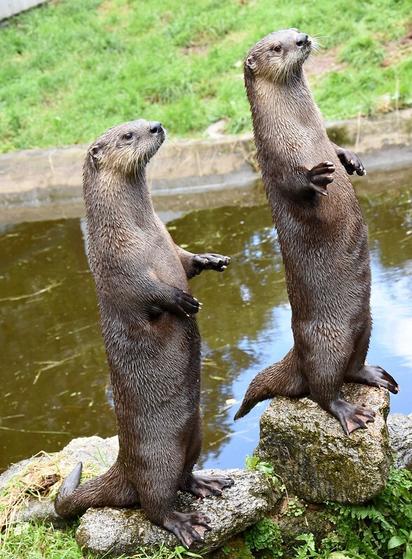 A picture of an otter.