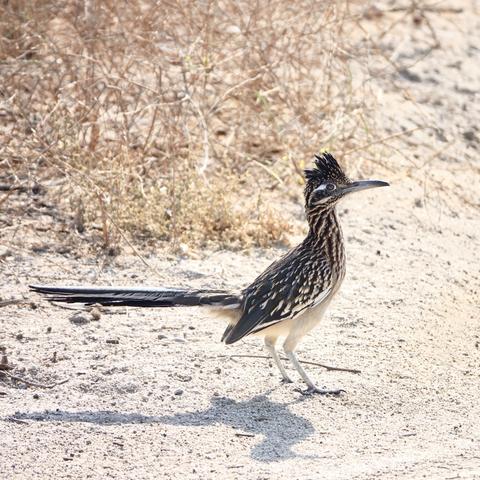 A greater roadrunner on a dirt road