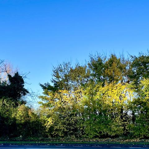 Trees under a bright blue sky. A line of leaves are brightly illuminated by a strip of reflected sunlight.