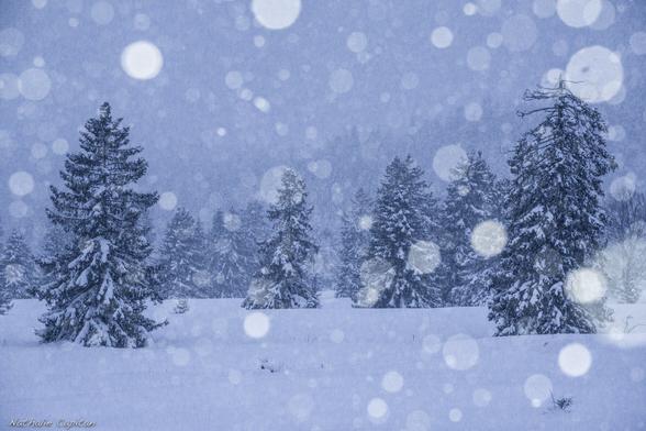 Snow falling in a cold landscape of fir trees. Snow already lies thick on the ground and in the branches of the trees, snow flakes in the foreground are out of focus. Photo CC CC BY-NC-ND 2.0 by Nathalie Capitan