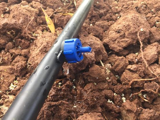 photo - closeup - drip irrigation in field