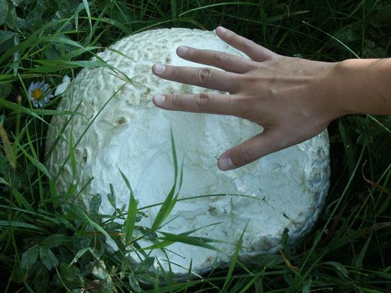 An enormous half eaten puffball mushroom in a field of grass, dwarfing a hand above it for scale.