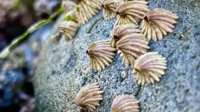 Group of bent barnacles on rock face