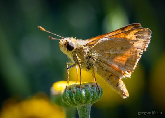 Greenish grass-dart, Ocybadistes walkeri, posing on a flower bud.