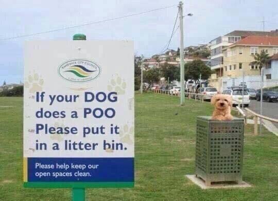 Photo of a cute doggo standing in a litter bin in a park looking directly at the camera, beside a sign that reads:
If your DOG 
does a POO
Please put it in a litter bin.

Please help keep our open spaces clean.