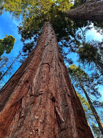 Photo looking up a giant sequoia.