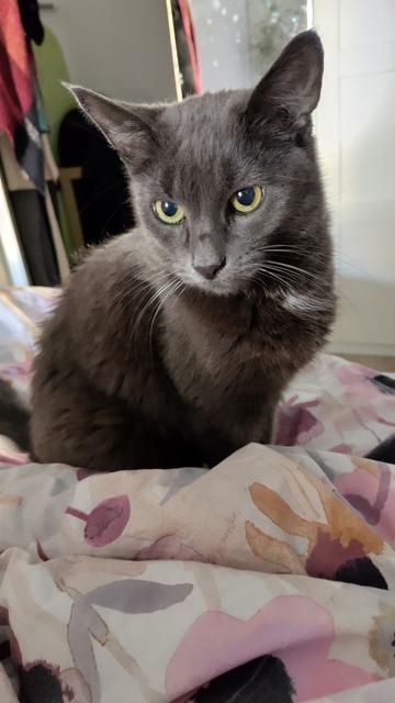 Graue Katze schaut in die Kamera.
