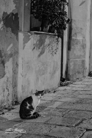 Proud cat