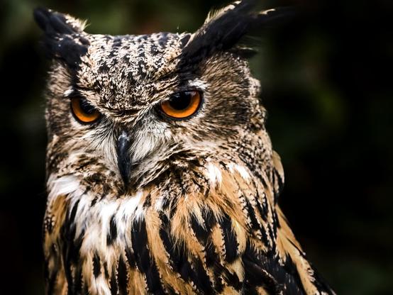 Closeup eines Uhus im Vogelpark Walsrode