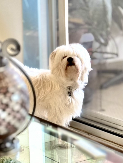 A white fluffy Maltese cross dog is staring at the camera inside a unit near a sliding glass door.